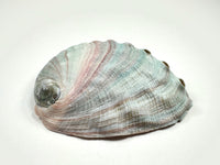 Abalone Shell (small)