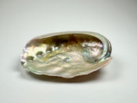 Abalone Shell (small)