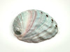 Abalone Shell (small)