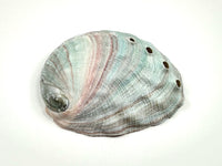 Abalone Shell (small)