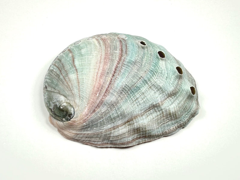 Abalone Shell (small)